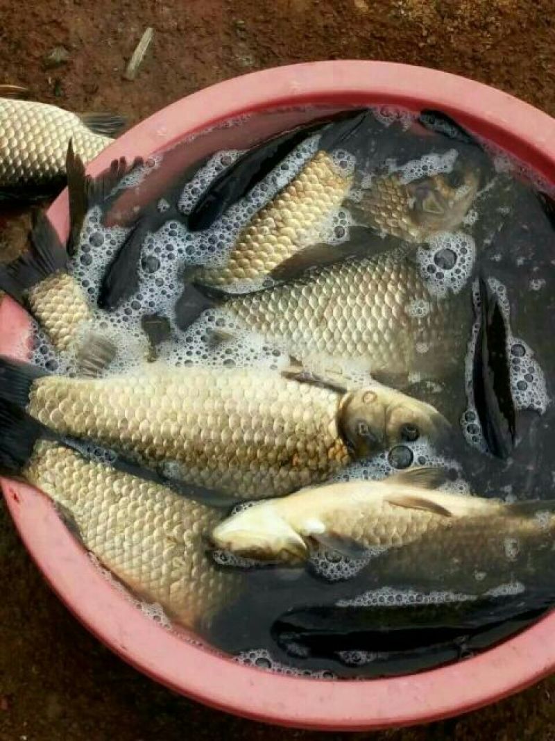 鲤鱼1~2公斤食用