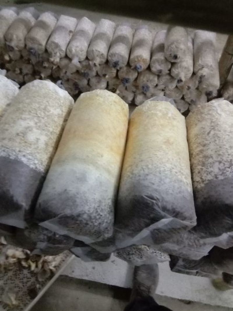 菌棒