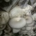 菌棒