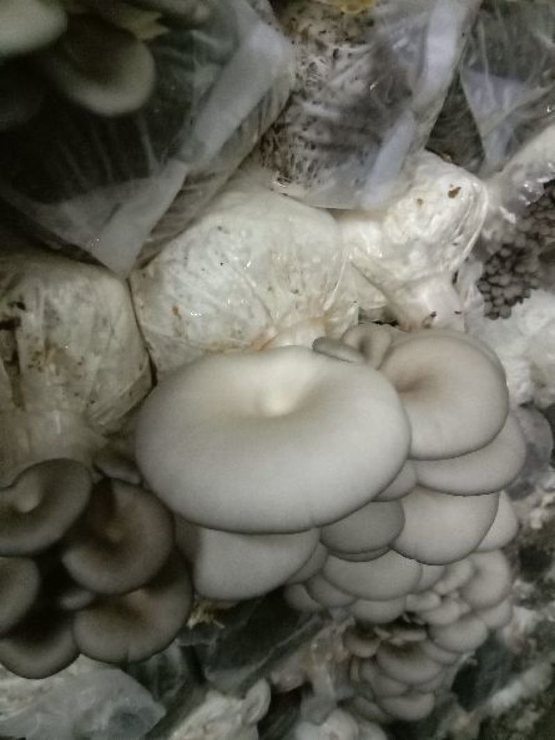菌棒