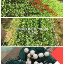 江苏宿迁沭渔网厂家现货质量好欢迎咨询采购