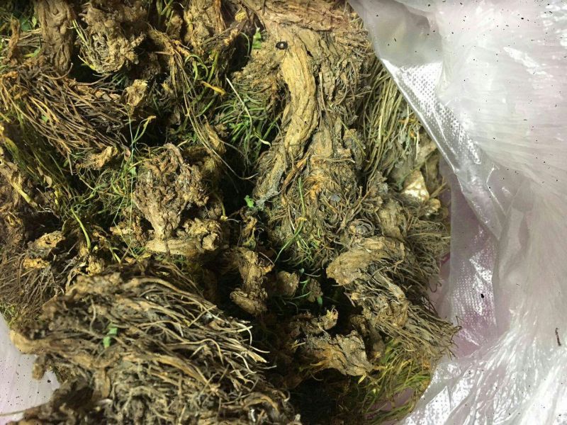 岩黄连