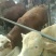 正宗肉牛