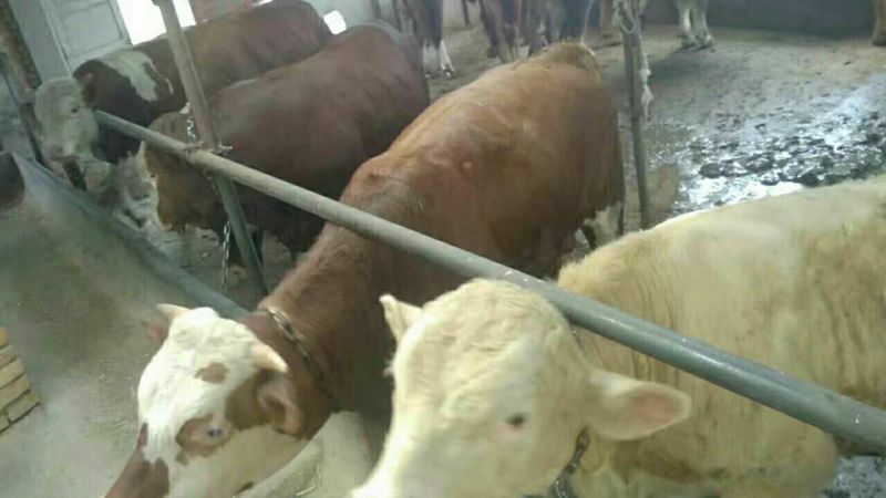 正宗肉牛