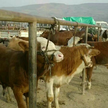 正宗肉牛