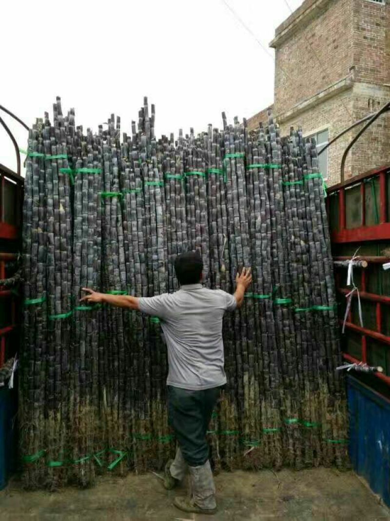 现砍广西黑皮甘蔗产地直销一手货源批发提供回头车信誉至上