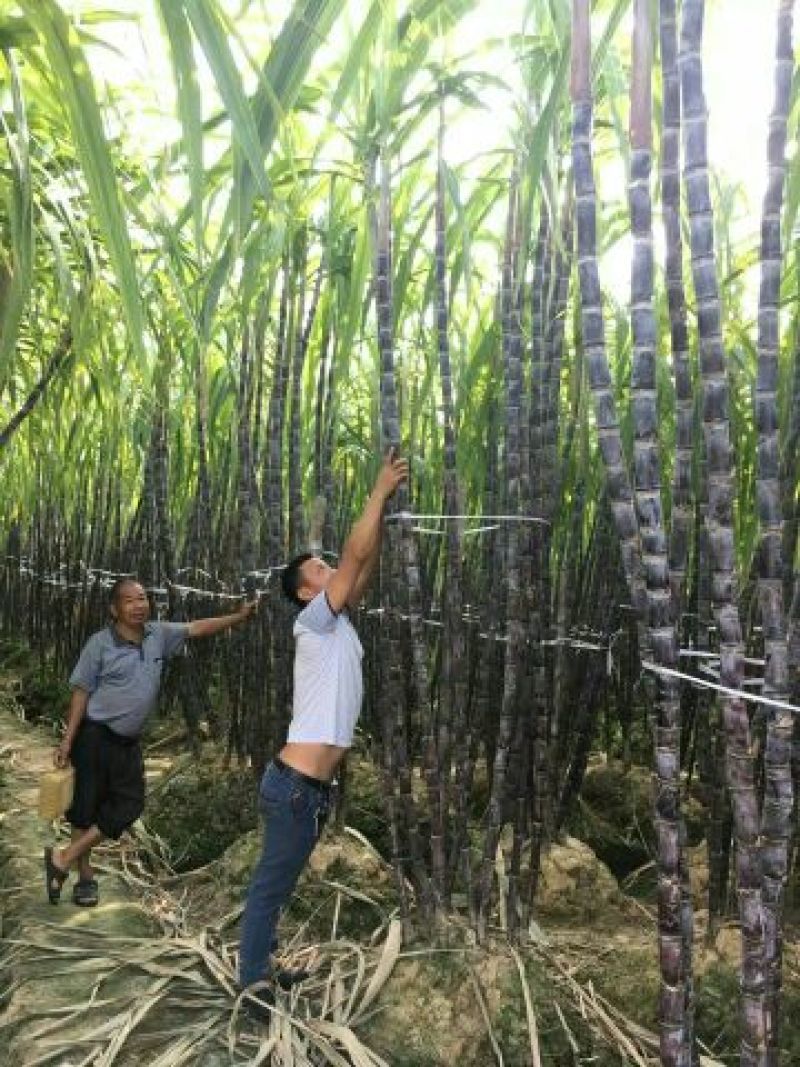 现砍广西黑皮甘蔗产地直销一手货源批发提供回头车信誉至上