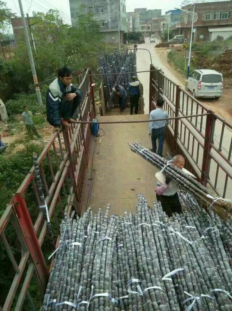 现砍广西黑皮甘蔗产地直销一手货源批发提供回头车信誉至上