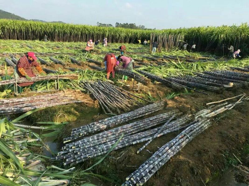 现砍广西黑皮甘蔗产地直销一手货源批发提供回头车信誉至上