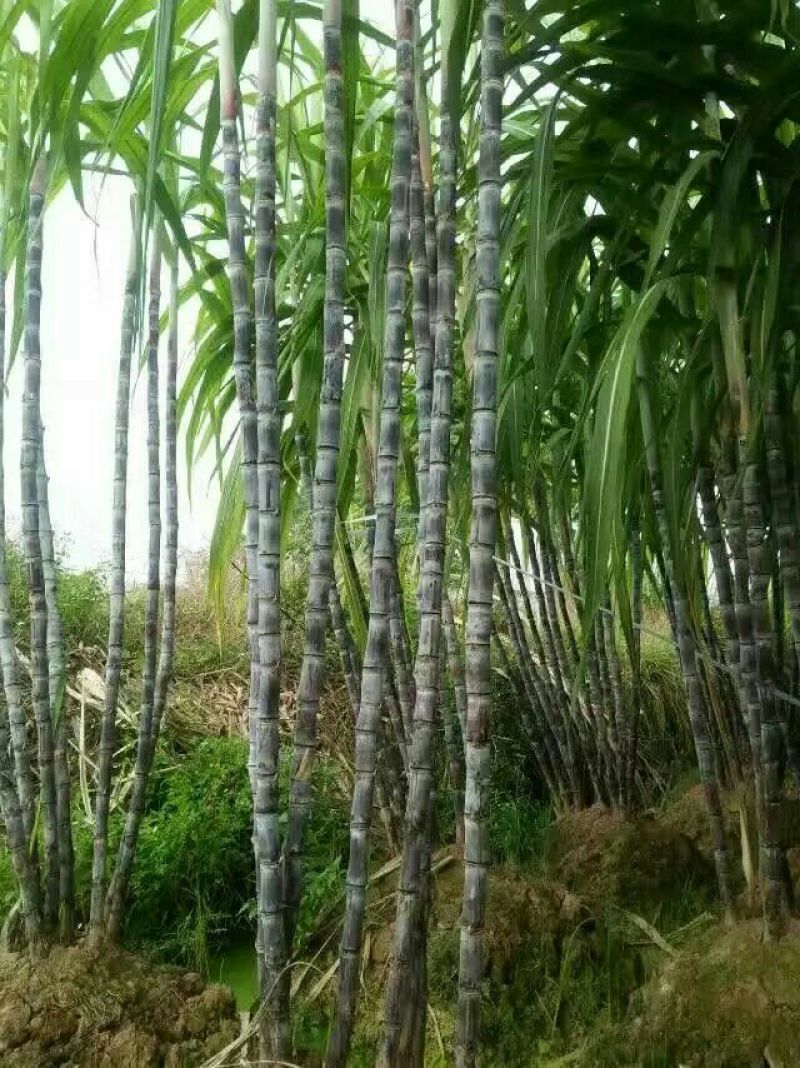 现砍广西黑皮甘蔗产地直销一手货源批发提供回头车信誉至上
