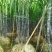 现砍广西黑皮甘蔗产地直销一手货源批发提供回头车信誉至上
