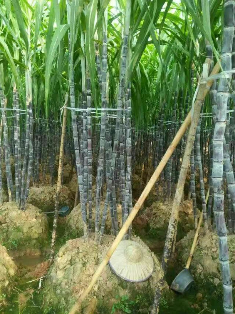 现砍广西黑皮甘蔗产地直销一手货源批发提供回头车信誉至上