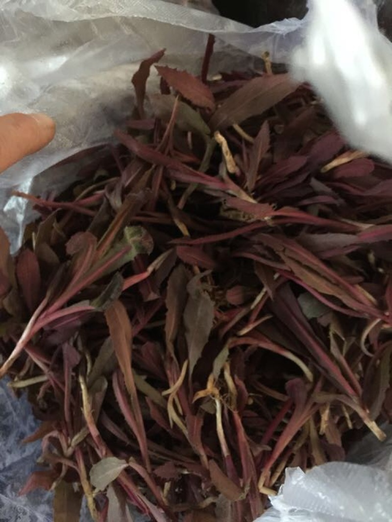 曲麻菜（苦菜），大量批发自产自销农家山野菜，10厘米以下