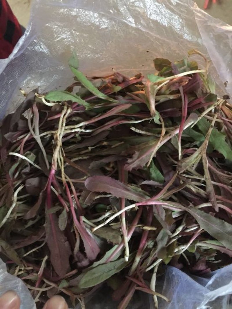 曲麻菜（苦菜），大量批发自产自销农家山野菜，10厘米以下