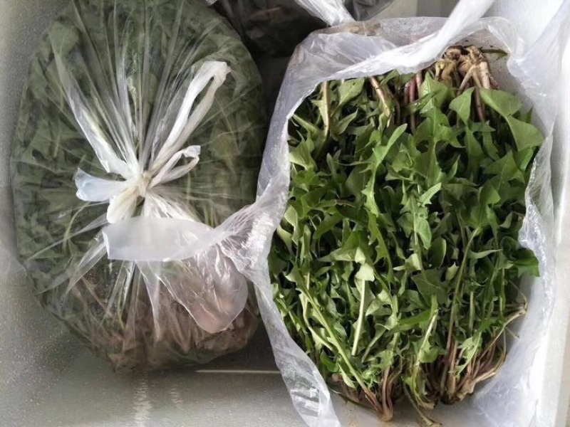 曲麻菜（苦菜），大量批发自产自销农家山野菜，10厘米以下