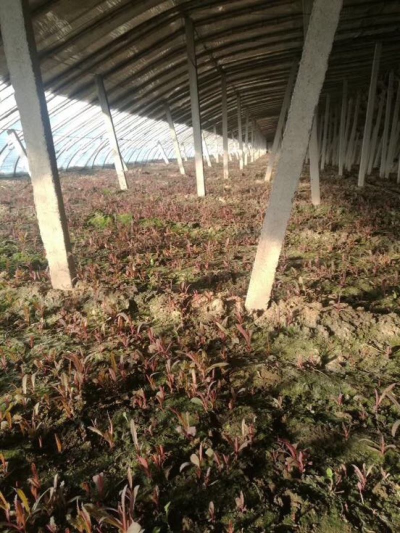 曲麻菜（苦菜），大量批发自产自销农家山野菜，10厘米以下