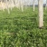 曲麻菜（苦菜），大量批发自产自销农家山野菜，10厘米以下