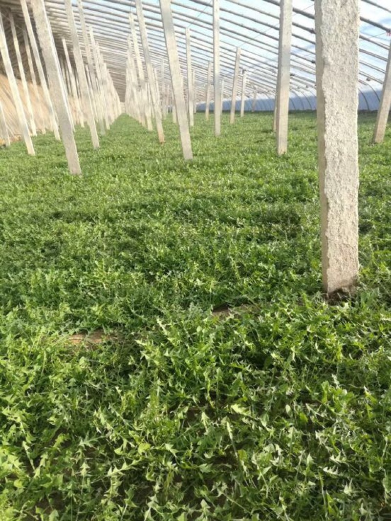 曲麻菜（苦菜），大量批发自产自销农家山野菜，10厘米以下