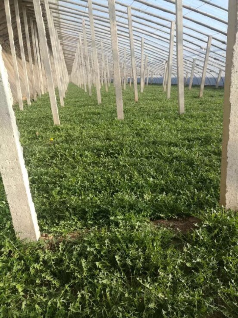 曲麻菜（苦菜），大量批发自产自销农家山野菜，10厘米以下