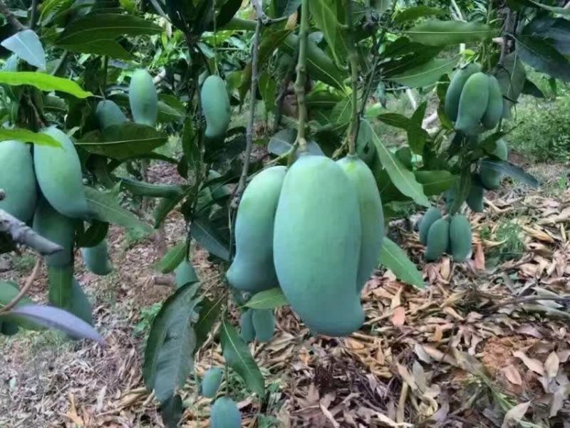 芒果苗1m以下