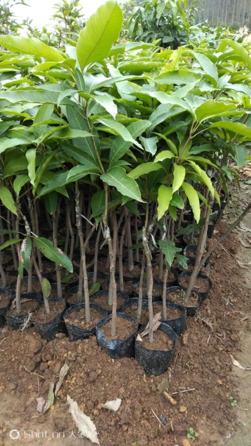 芒果苗1m以下
