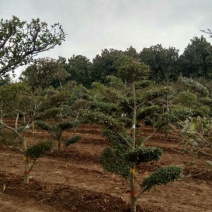 造型树