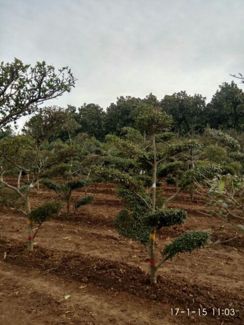 造型树