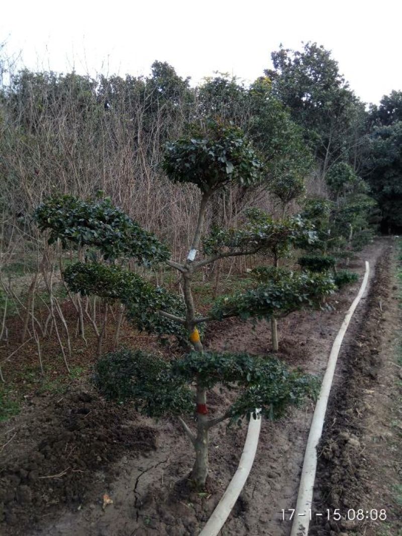造型树
