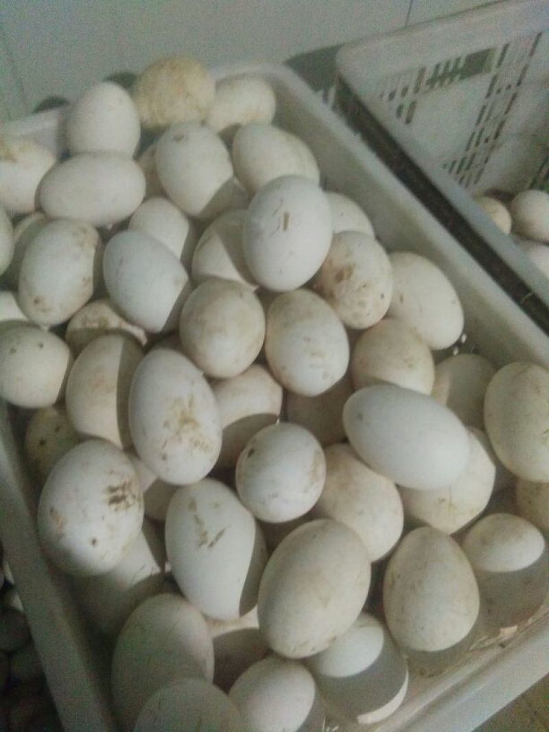 初生新鲜大鹅蛋食用