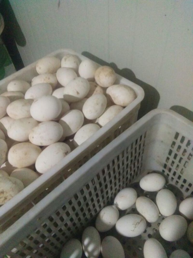 初生新鲜大鹅蛋食用