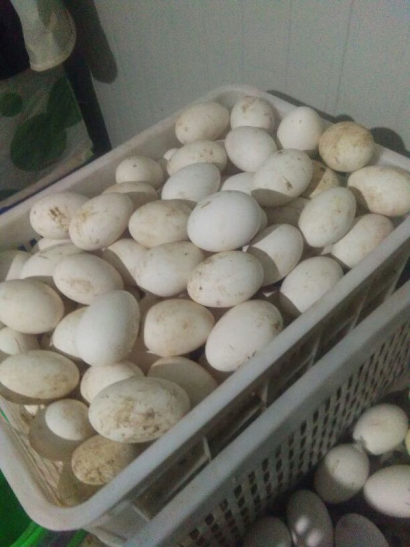 初生新鲜大鹅蛋食用