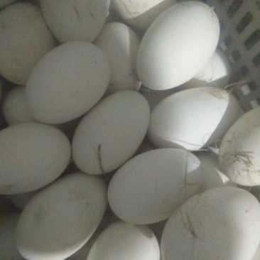 初生新鲜大鹅蛋食用