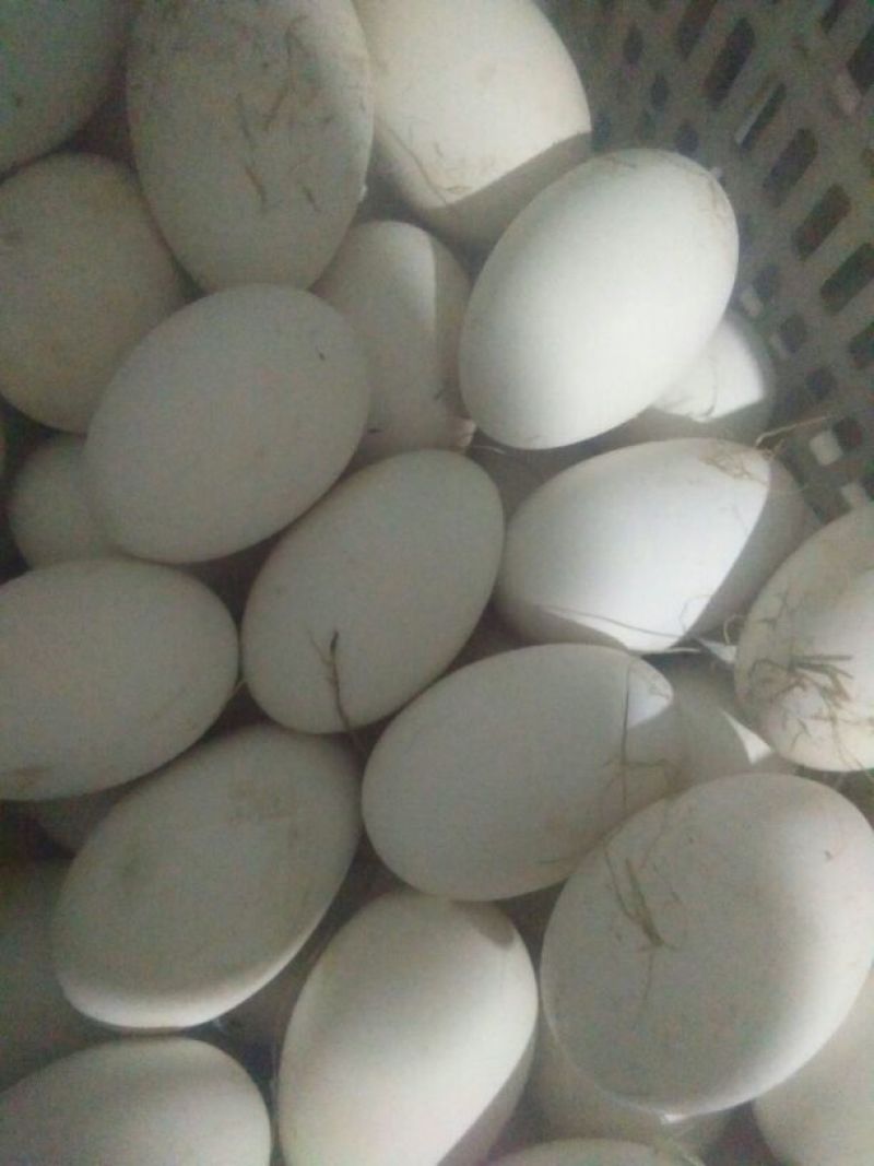 初生新鲜大鹅蛋食用