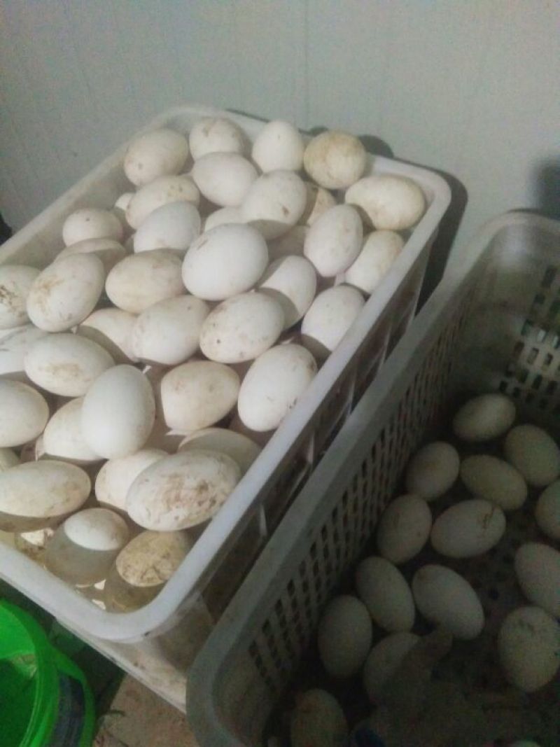 初生新鲜大鹅蛋食用