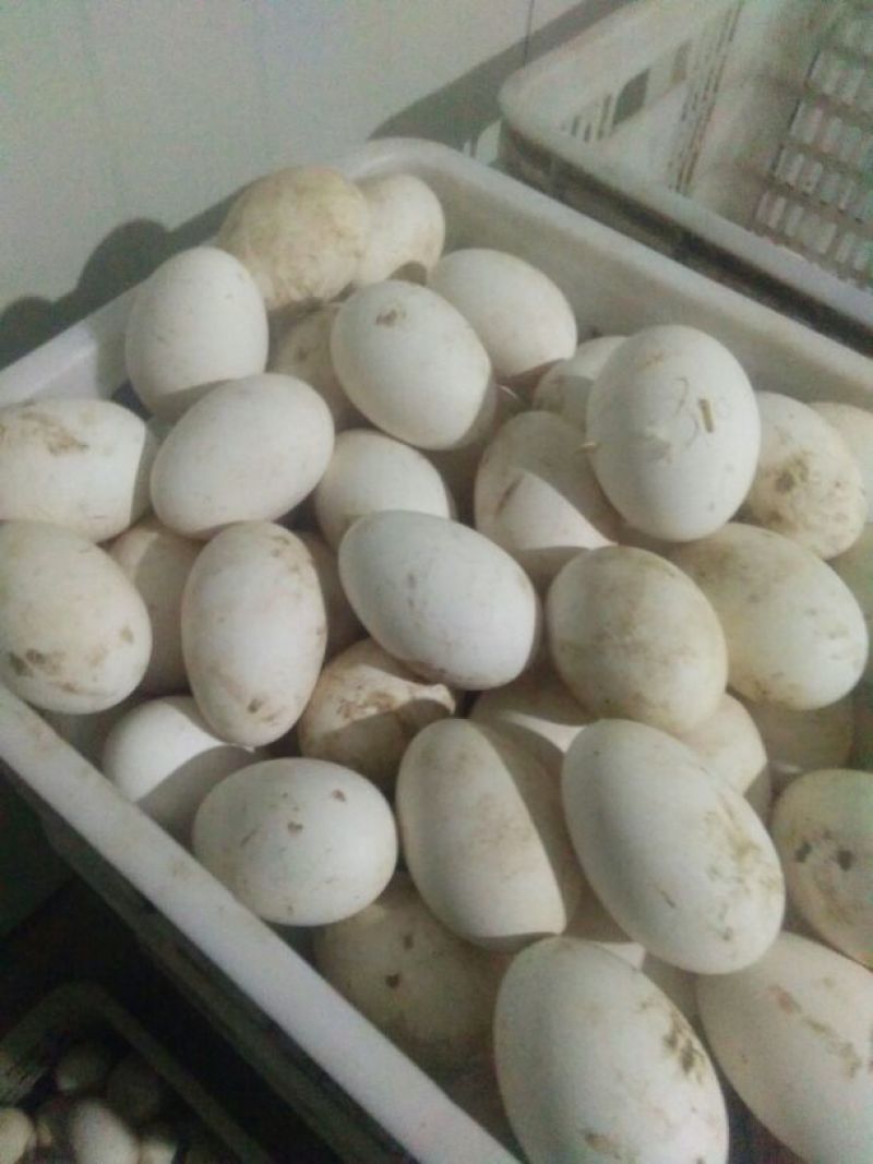 初生新鲜大鹅蛋食用