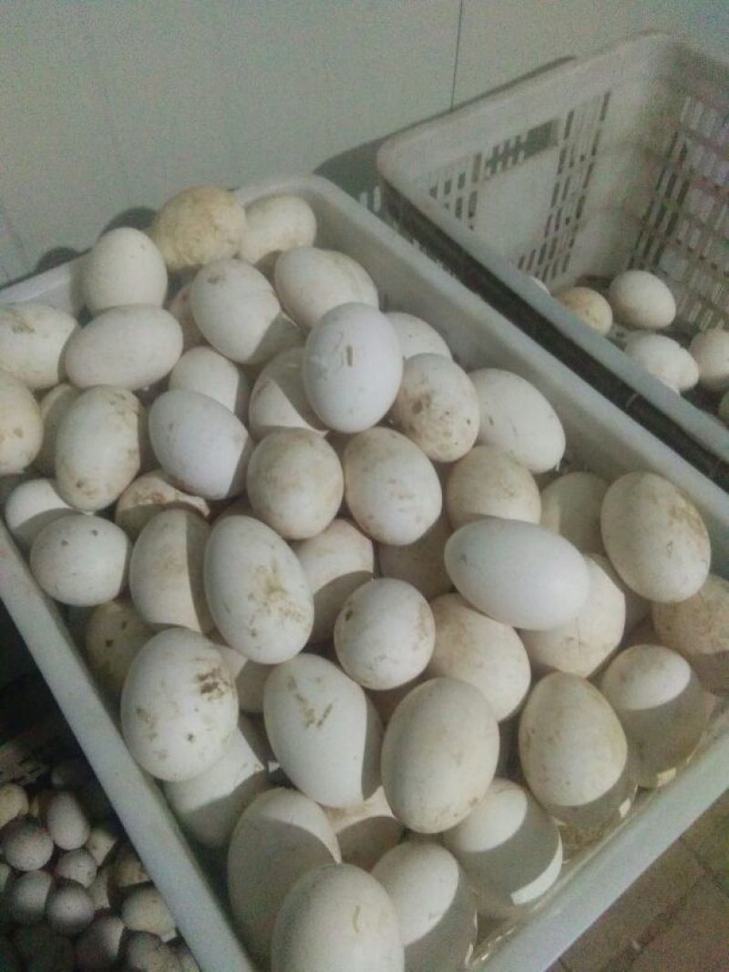 初生新鲜大鹅蛋食用