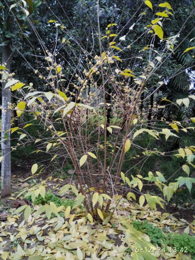 素心蜡梅4~6cm4cm以下2.5~3米