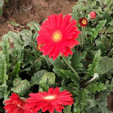 扶郎花