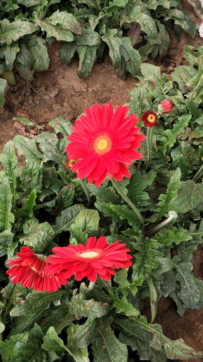 扶郎花
