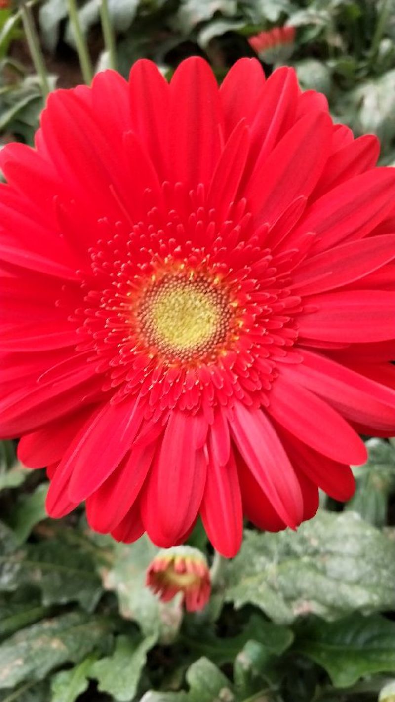 扶郎花