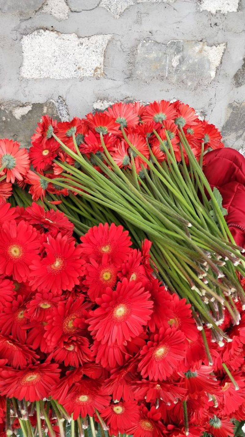 扶郎花