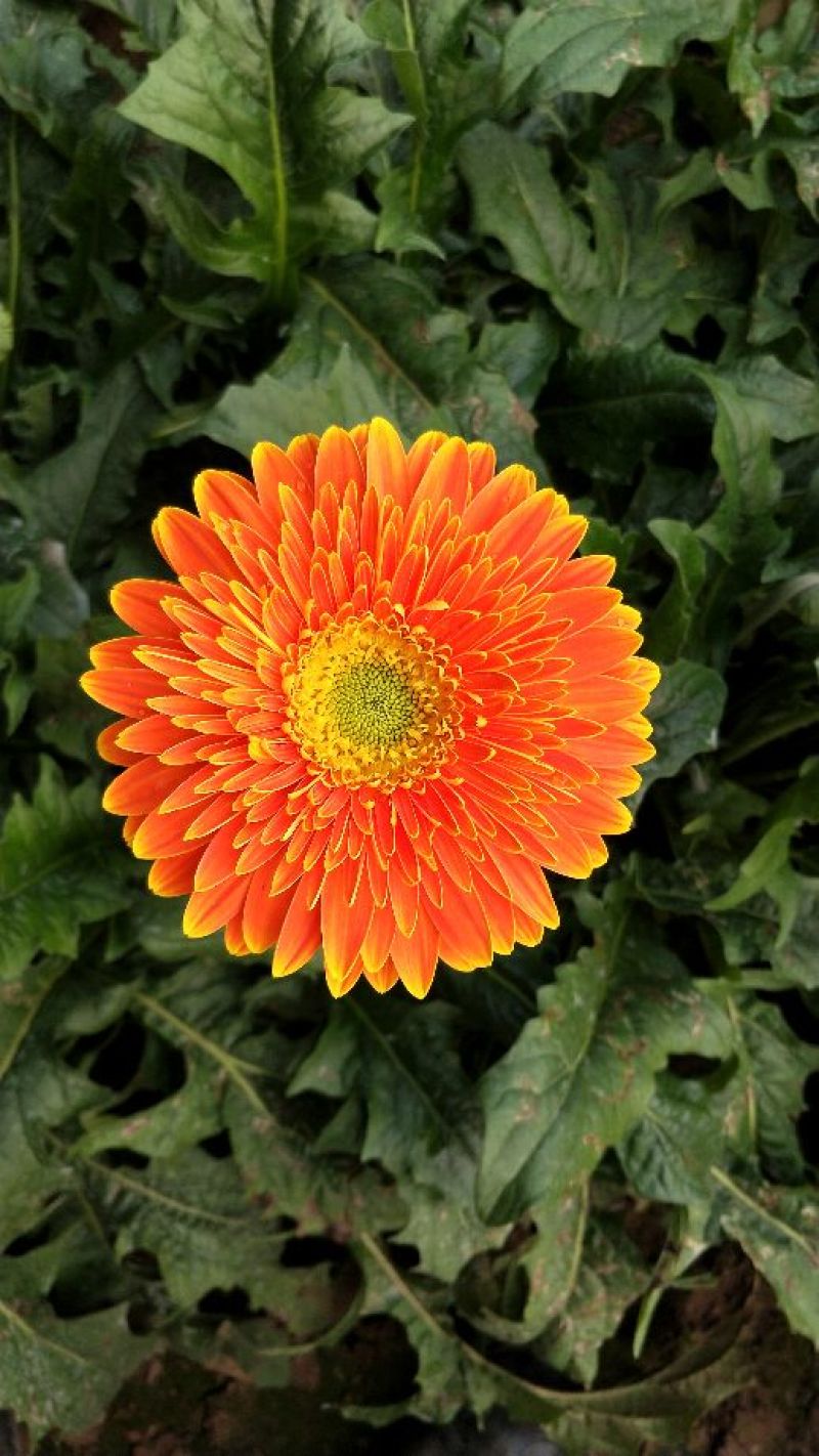 扶郎花