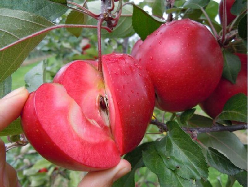 批发供应红肉苹果树苗苹果树苗价格易成活苹果苗