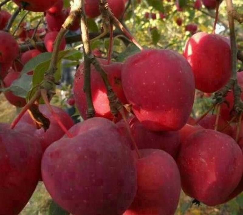 批发供应红肉苹果树苗苹果树苗价格易成活苹果苗