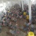 芦花鸡散养土鸡3~4斤