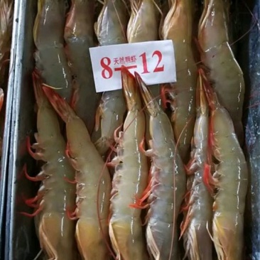 明虾食用活虾