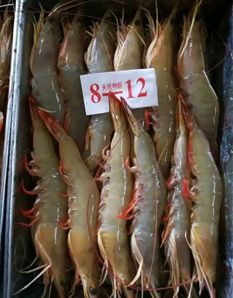 明虾食用活虾