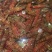 明虾食用活虾
