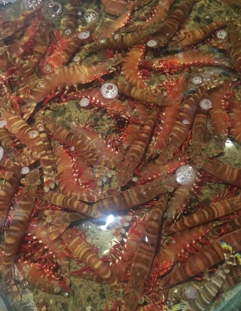 明虾食用活虾