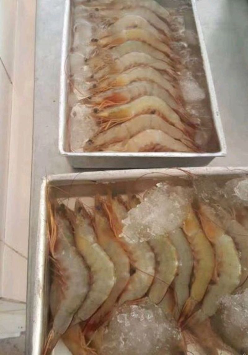 明虾食用活虾